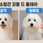 꼬똥 드 툴레아 vs 비숑프리제