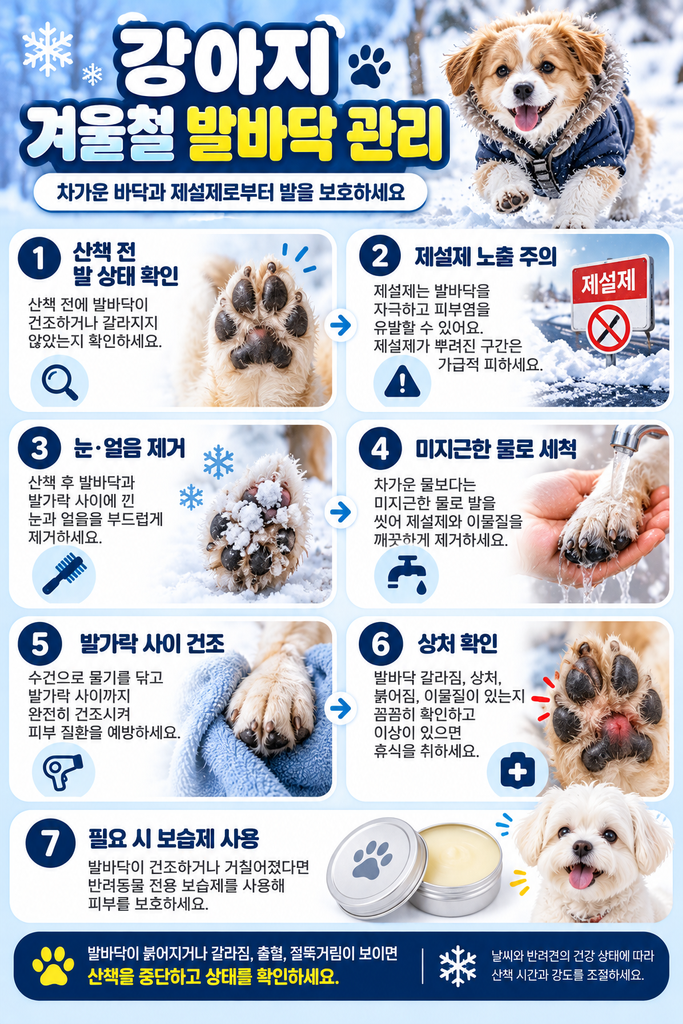 강아지 겨울철 산책 2
