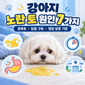 강아지 노란 토