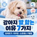 강아지 발 핥는 이유
