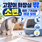 고양이 화장실 밖 소변