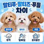 말티푸 말티즈 푸들 차이