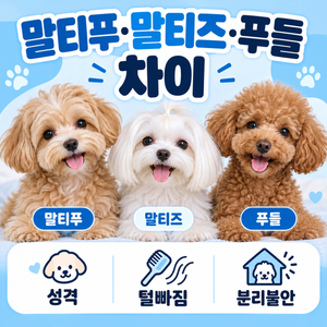 말티푸 말티즈 푸들 차이