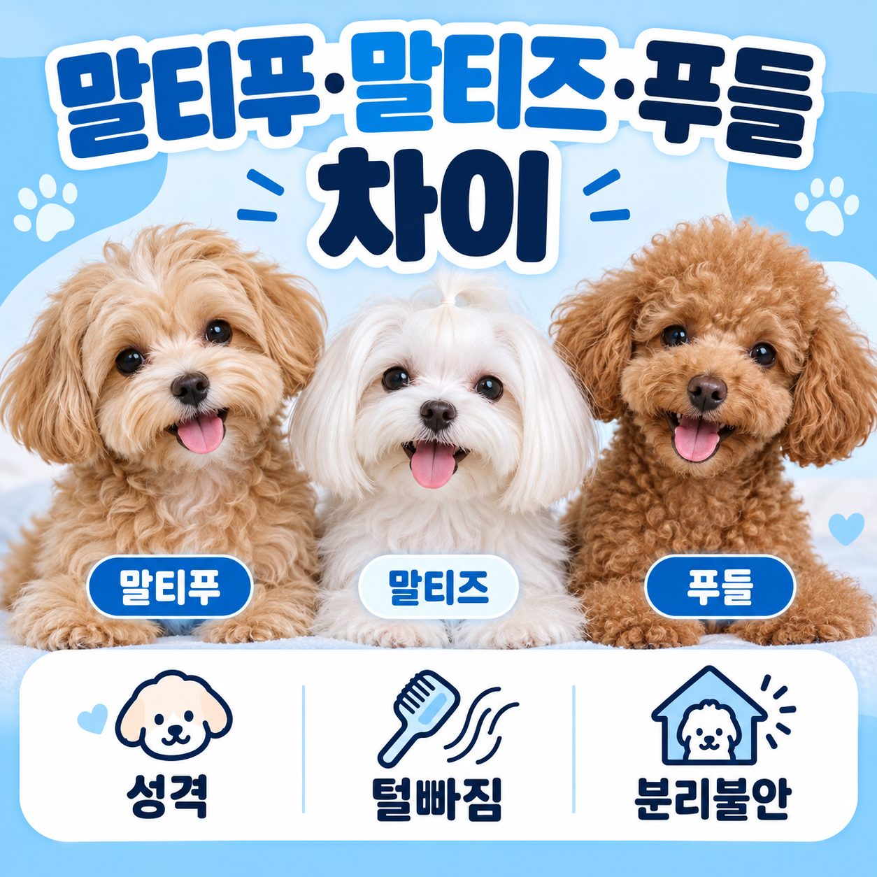 말티푸 말티즈 푸들 차이